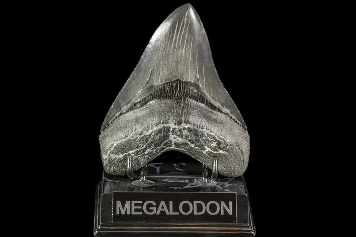 Serrated, Fossil Megalodon Tooth - Georgia #110925